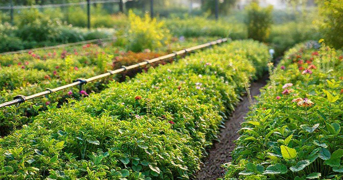 Como os Tubos de Irrigação Podem Transformar Seu Jardim